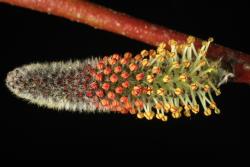 Salix purpurea. Male catkin.
 Image: D. Glenny © Landcare Research 2020 CC BY 4.0
